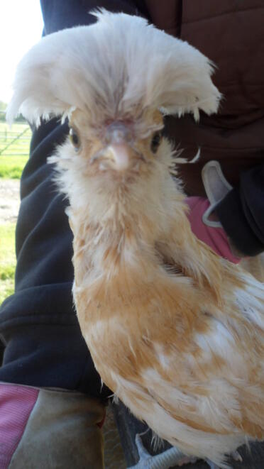 A poland chicken called NooNoo.