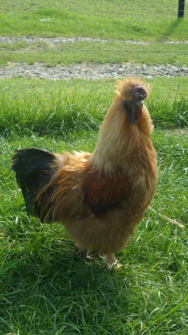 A silkie chicken called mr bean.