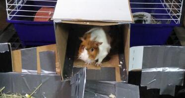 A guinea pig having fun.