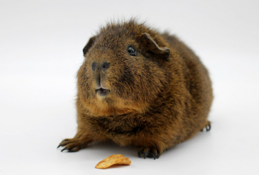 Guinea Pig with food