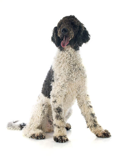 An adult Portuguese Water Dog with a curly coat and giant paws