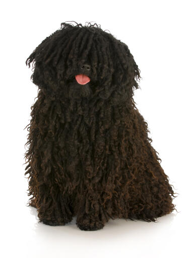 Puli Dogs Dog Breeds