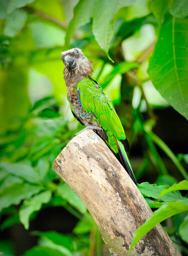A Red Fan Parrot's beautiful, green tail feathers
