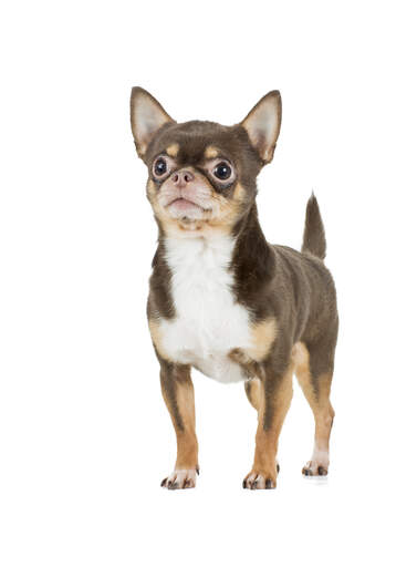 A short coated Chihuahua standing tall