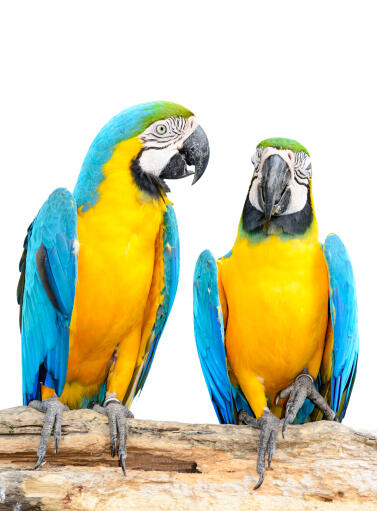 Blue and yellow on sale parrot