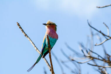 a bright blue pink and yellow budgie sat on a tree outside