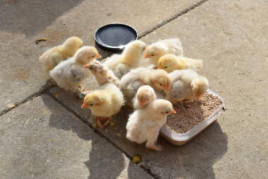 lots of little yellow and white chicks eating food on a patio in a garden