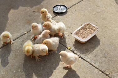 lots of small yellow and white chicks on a patio with food in the sun