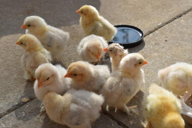 lots of yellow and white chicks stood on a patio outside