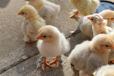 a small white and yellow chick stood on a patio in the sun in a garden