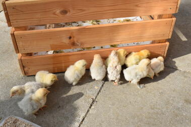 lots of small grey and yellow chicks stood on a patio in a garden