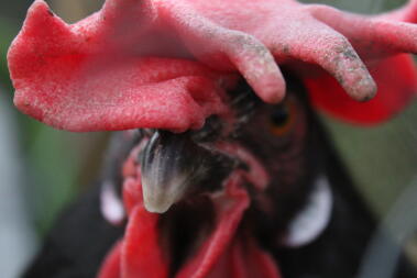 Close up of chicken