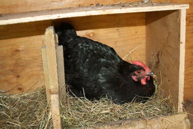 a black chicken roosting in a wooden chicken coop