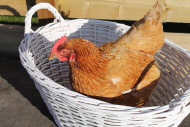 Chicken in a basket