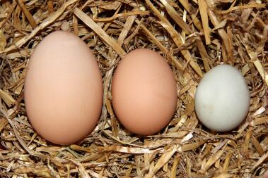 A range of egg sizes - from large to small.