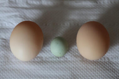 Wind egg laid by my white leghorn