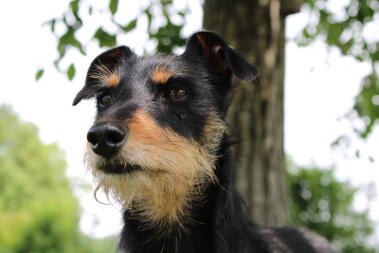 A dog looking about the park.