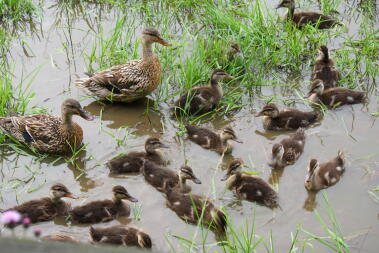 two large ducks, the mum and dad of lots of ducklings swimming in a lake