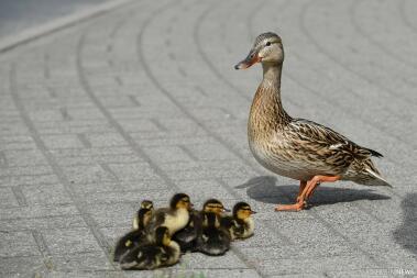 a brown duck with a flock of yellow and black chicks crossing the road