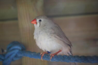 a small bird called a finch stood on a blue rope