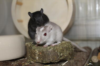 Gerbils in cage