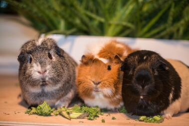 three guinea pigs sat eating greens, they are grey brown and black