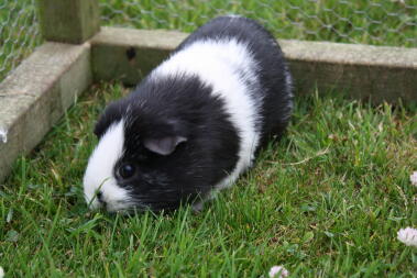A guinea pig called nutty!