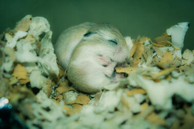 a baby hamster curled up in a ball in a bed