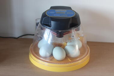 Brinsea Mini II Advance Egg incubator