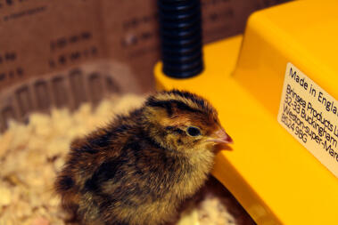 A chick inside a brooder.