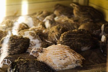 lots of quails in a flock in a garden with different coloured feathers