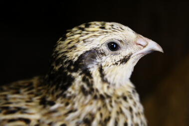 a close up image of a quail