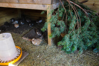 lots of small different coloured quails in a garden coop