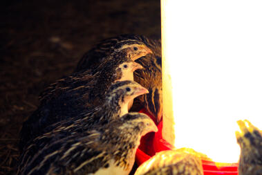 lots of small quails with dark feathers stood feeding and drinking near a light