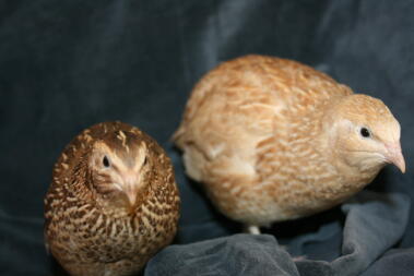 A pair of quail hens.