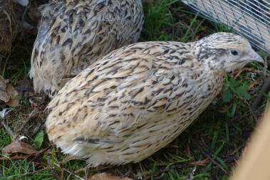 a brown white and yellow quail in a garden