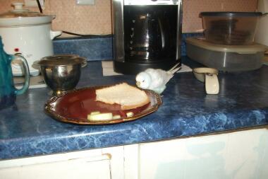 a budgie eating bread on a kitchen counter