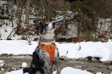 Dog wearing harness in snow