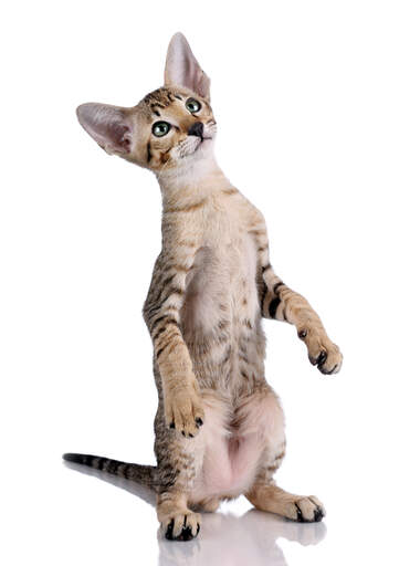 A cute tabby Oriental standing on its legs