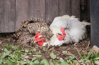 a brown and a white chicken in a dust bath