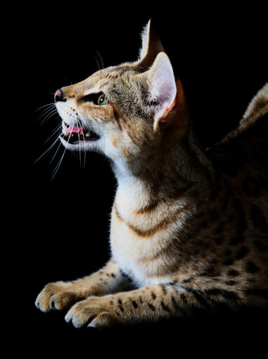 A chatty Savannah cat talking