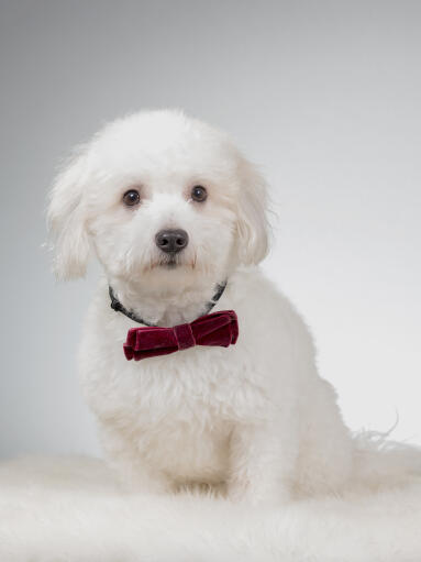 A fluffy Coton De Tulear looking cute in a bow tie