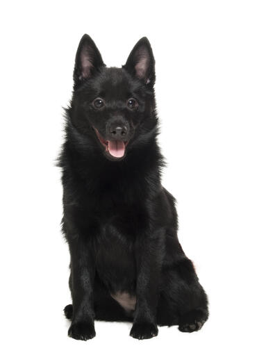 A beautiful black Schipperke with tall pointed ears