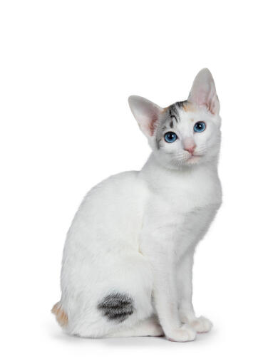 Japanese Bobtail cat sitting against a white background