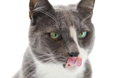 a grey and white cat licking its nose