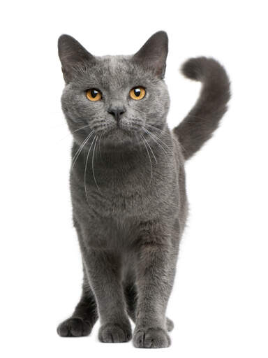 a happy chartreux cat with a curled tail