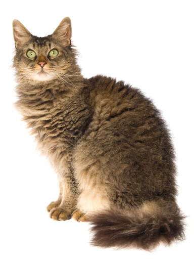 A LaPerm cat With a fluffy Coat