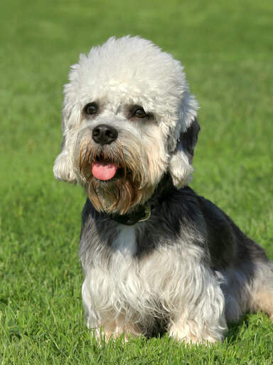 An adult Dandie Dinmont Terrier sitting on the grass waiting for a command
