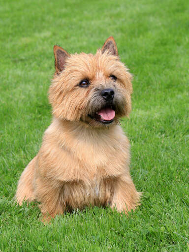 A Norwich Terrier sitting in the grass, waiting for a command