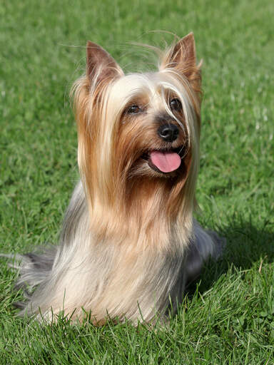A beautiful, little, long coated Silky Terrier sitting patiently on the grass